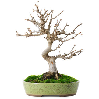 Acer buergerianum, 27 cm, ± 12 jaar oud