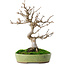 Acer buergerianum, 27 cm, ± 12 ans
