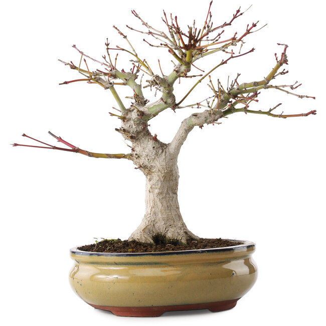 Acer palmatum, 25,5 cm, ± 15 jaar oud
