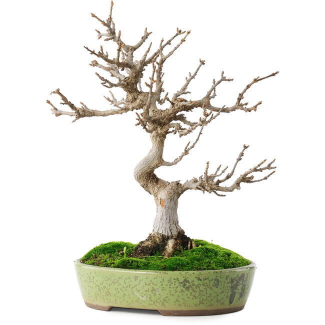 Acer buergerianum, 27 cm, ± 12 años