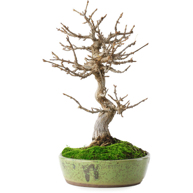 Acer buergerianum, 27 cm, ± 12 años