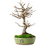 Acer buergerianum, 27 cm, ± 12 ans