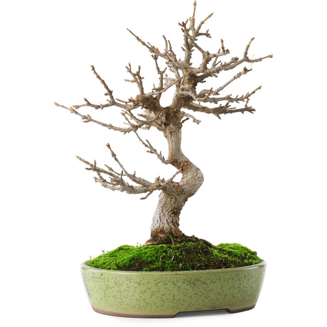 Acer buergerianum, 27 cm, ± 12 jaar oud