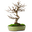 Acer buergerianum, 27 cm, ± 12 ans