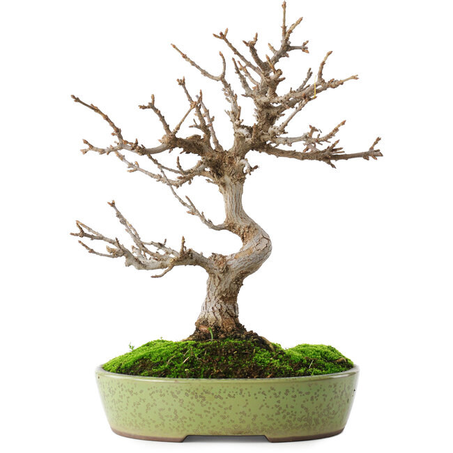 Acer buergerianum, 27 cm, ± 12 años