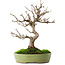Acer buergerianum, 27 cm, ± 12 ans