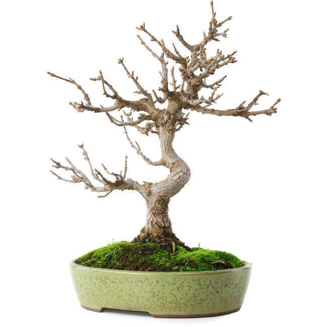 Acer buergerianum, 27 cm, ± 12 jaar oud