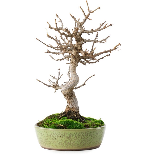 Acer buergerianum, 27 cm, ± 12 years old