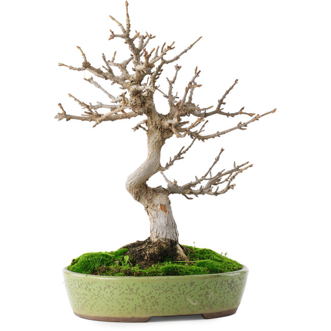 Acer buergerianum, 27 cm, ± 12 anni