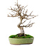 Acer buergerianum, 27 cm, ± 12 ans