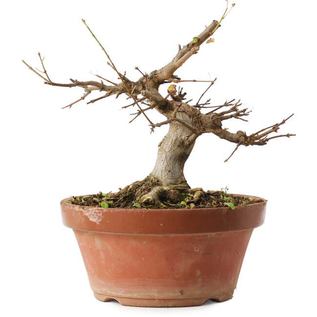 Acer buergerianum, 16 cm, ± 12 ans
