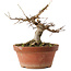 Acer buergerianum, 16 cm, ± 12 ans