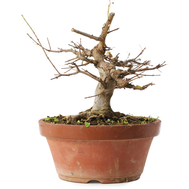 Acer buergerianum, 16 cm, ± 12 years old