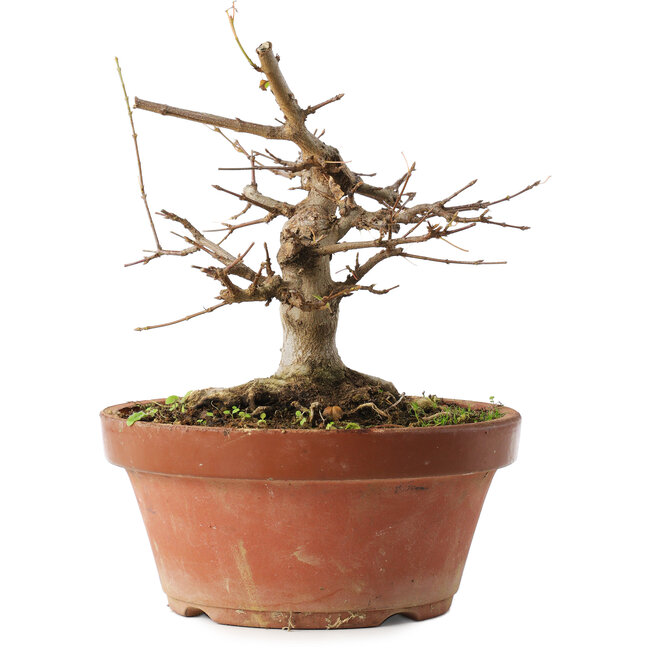 Acer buergerianum, 16 cm, ± 12 anni