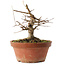Acer buergerianum, 16 cm, ± 12 ans
