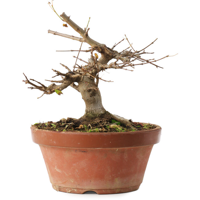 Acer buergerianum, 16 cm, ± 12 jaar oud