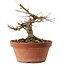Acer buergerianum, 16 cm, ± 12 ans