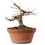 Acer buergerianum, 16 cm, ± 12 jaar oud