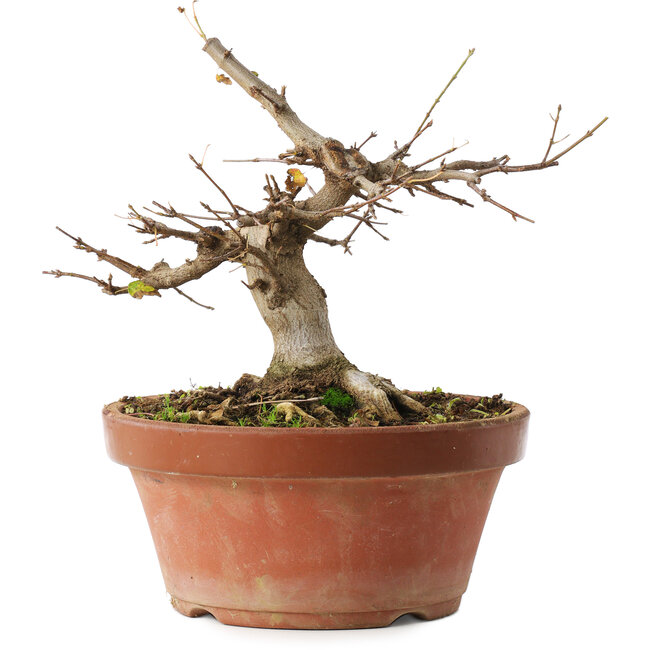 Acer buergerianum, 16 cm, ± 12 years old