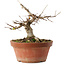 Acer buergerianum, 16 cm, ± 12 ans