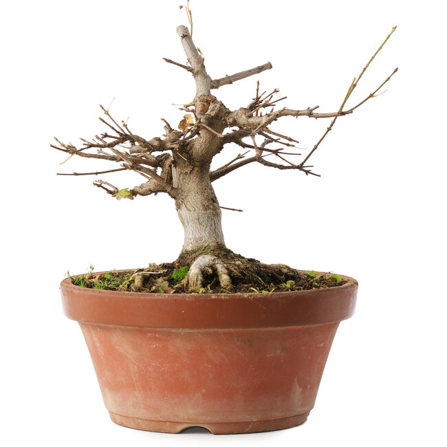 Acer buergerianum, 16 cm, ± 12 years old