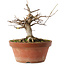 Acer buergerianum, 16 cm, ± 12 ans