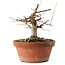 Acer buergerianum, 16 cm, ± 12 ans