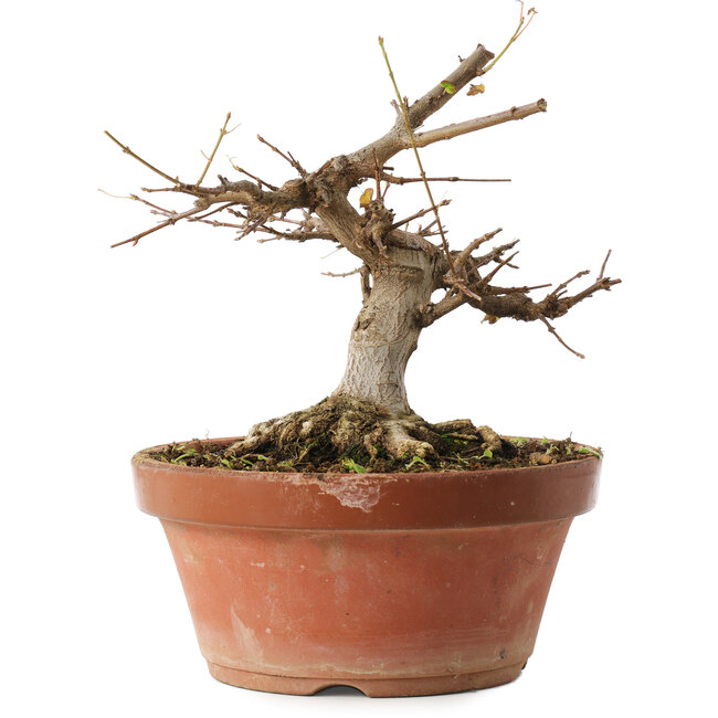 Acer buergerianum, 16 cm, ± 12 anni