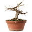 Acer buergerianum, 16 cm, ± 12 ans
