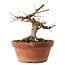 Acer buergerianum, 16 cm, ± 12 Jahre alt
