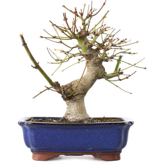 Acer palmatum, 23 cm, ± 12 jaar oud
