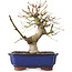 Acer palmatum, 23 cm, ± 12 ans