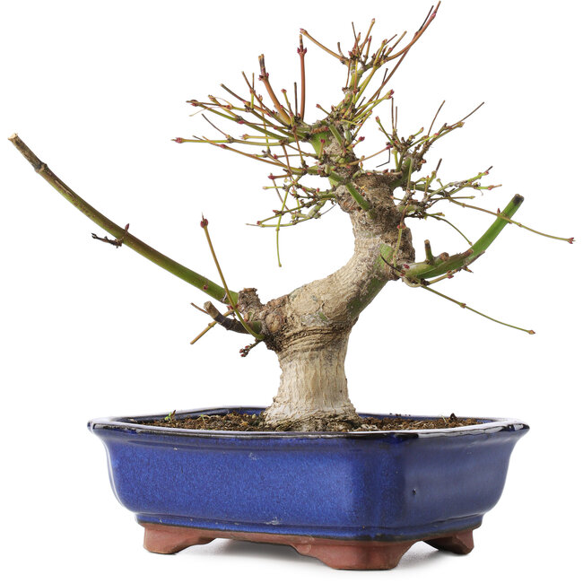 Acer palmatum, 23 cm, ± 12 años