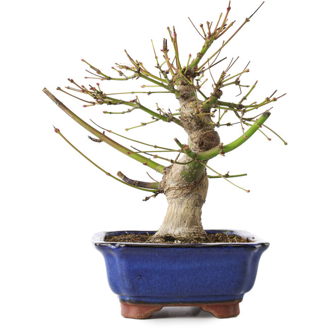 Acer palmatum, 23 cm, ± 12 años