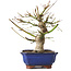 Acer palmatum, 23 cm, ± 12 jaar oud