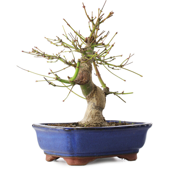 Acer palmatum, 23 cm, ± 12 años