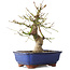 Acer palmatum, 23 cm, ± 12 jaar oud