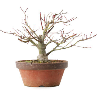 Acer palmatum, 18,5 cm, ± 8 jaar oud