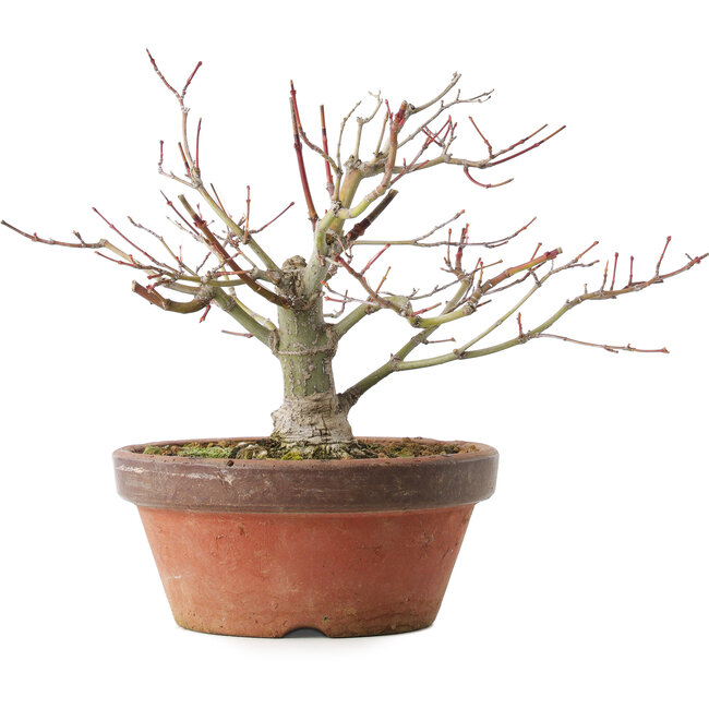 Acer palmatum, 18,5 cm, ± 8 jaar oud
