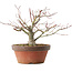 Acer palmatum, 18,5 cm, ± 8 jaar oud