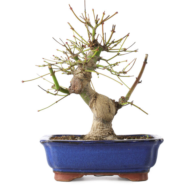 Acer palmatum, 23 cm, ± 12 anni