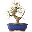 Acer palmatum, 23 cm, ± 12 ans