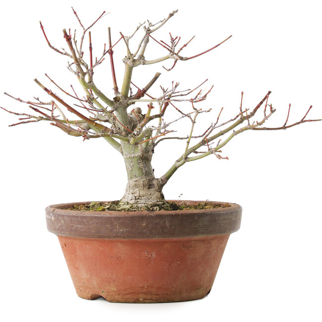 Acer palmatum, 18,5 cm, ± 8 years old