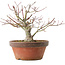 Acer palmatum, 18,5 cm, ± 8 jaar oud