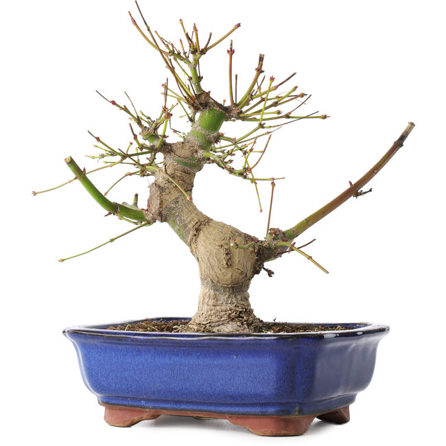 Acer palmatum, 23 cm, ± 12 anni