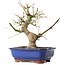 Acer palmatum, 23 cm, ± 12 jaar oud