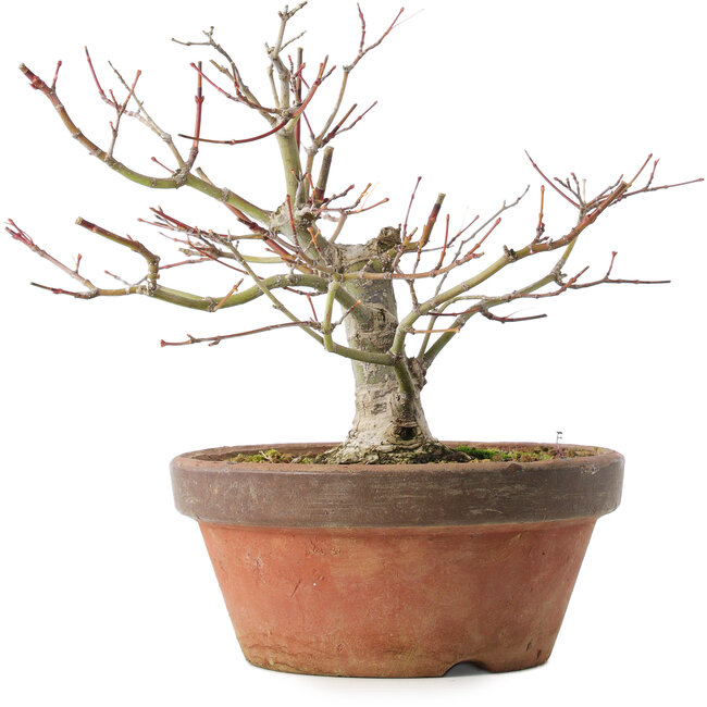 Acer palmatum, 18,5 cm, ± 8 años