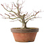 Acer palmatum, 18,5 cm, ± 8 jaar oud