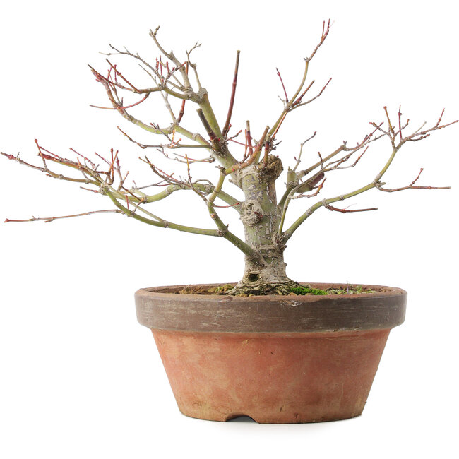 Acer palmatum, 18,5 cm, ± 8 jaar oud