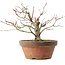 Acer palmatum, 18,5 cm, ± 8 jaar oud